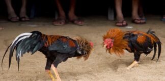 Durante pelea de gallos en Epazoyucan lanzan granada Pelea de gallos