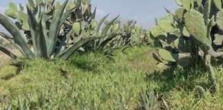 Supervisa Semarnath condicionantes ambientales del Acuífero Apan