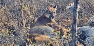 Murió el puma hembra, rescatado en Ixmiquilpan: Profepa puma