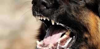 México, el primer país en eliminar la rabia humana transmitida por perros rabia