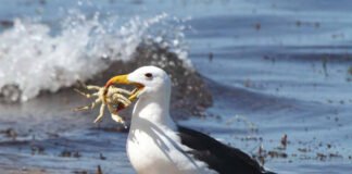 Se planea en isla francesa erradicar gatos y ratones para salvar a la especie albatros