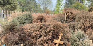 ¡Estás a tiempo! Se extenderá acopio de árboles naturales en Tulancingo