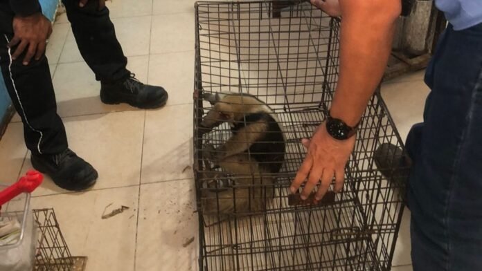 El caso es turnado a la Procuraduría Federal de Protección al Medio Ambiente (Profepa), informó Carlos Francisco Hidalgo, instructor del Cuerpo de Bomberos. Foto Cortesía El caso es turnado a la Procuraduría Federal de Protección al Medio Ambiente (Profepa), informó Carlos Francisco Hidalgo, instructor del Cuerpo de Bomberos. Foto Cortesía