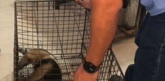 El caso es turnado a la Procuraduría Federal de Protección al Medio Ambiente (Profepa), informó Carlos Francisco Hidalgo, instructor del Cuerpo de Bomberos. Foto Cortesía