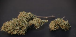 El potencial cannábico de Colombia: aumentan sus exportaciones de cannabis