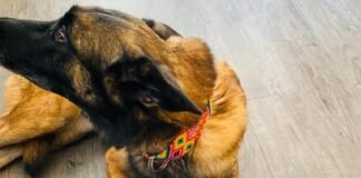 Molly te pide una patita