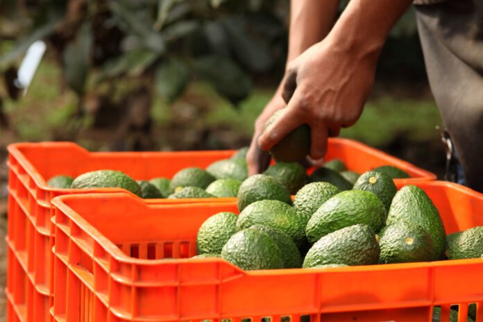 exportacion aguacate