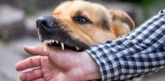 Alerta epidemiológica de casos de rabia humana en México: síntomas rabia humana