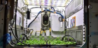 NASA estudia plantas y bacterias desde el espacio