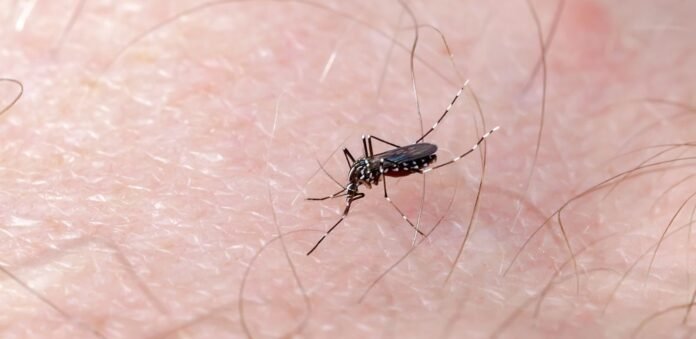 Mosquito-dengue
