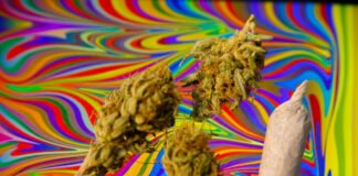 ¿Experiencias psicodélicas ayudarían a combatir ansiedad y depresión?