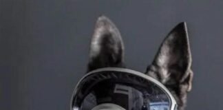 Despiden a “Proteo”, canino rescatista de la Sedena, muerto en Turquía