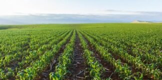 Se impulsa la agricultura regenerativa para la conservación de los bosques