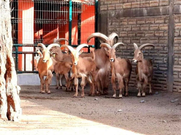 cabras