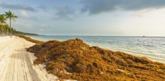 En playas del Caribe flotan más de 25 mil toneladas de sargazo: Semar