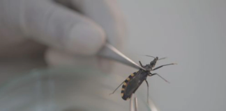 Se han detectado 11 casos de Chagas en Hidalgo este año