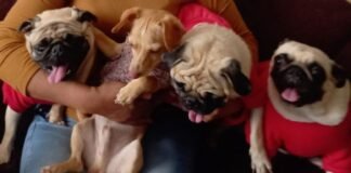 Tras pagar su deuda, mujer recupera a sus perritos embargados