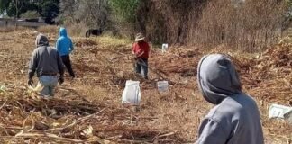 Anuncia UNTA marcha el 1 de mayo para exigir mejores condiciones laborales en el campo