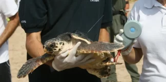 Tecnología, el principal aliado para proteger animales en peligro de extinción