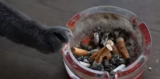 Campaña antitabaco en redes es más efectiva al involucrar mascotas