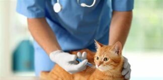 Aplican vacunas a perros y gatos este mes, en Tulancingo