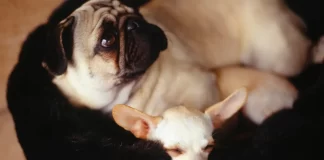 ¡Lo que faltaba! embargan cinco cachorros de raza fina en Mineral de la Reforma, Hidalgo