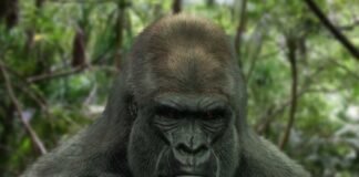 Alertan sobre presencia de gorila entre los límites de Hidalgo y Edomex