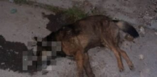 Reportan envenenamiento masivo de perros en el Huixmi