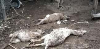 Temen regreso de “chupacabras” en Hidalgo ganado-muerto-cardonal-hidalgo