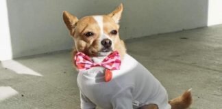 Busca Congreso de Hidalgo endurecer sanciones contra maltrato animal