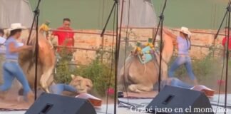 Por maltrato a camello Profepa interpone denuncia penal contra restaurante de Jalisco