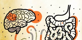 La salud intestinal podría estar asociada al desarrollo de Alzheimer