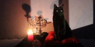 Martes 13: Mito y superstición sobre los gatos negros