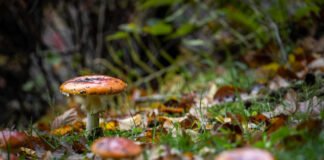 Hongos: aliados en la lucha contra el cambio climático, según estudio