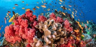 Al año se extinguen más de 25 mil especies de fauna marina por calentamiento global