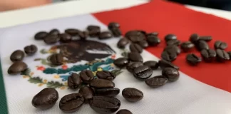 Festival de Café en Xalapa: qué esperar de la primera edición