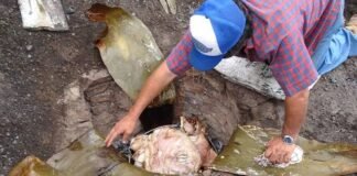 Tiene Hidalgo la mejor barbacoa de cordero, ¡ven a probarla!