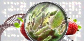 Al año 600 millones de personas enferman por la ingesta de alimentos contaminados