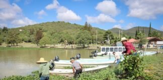 Retiran maleza acuática de la presa de San Antonio Regla para resolver daño ambiental