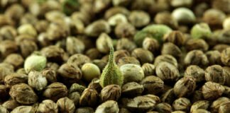 Conseguir semillas de marihuana mexicana ¿Una tarea imposible?