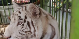 Zoológico de Tulancingo tiene nueva Huésped, una hembra de tigre blanco