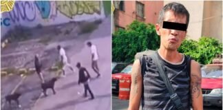 Detienen a sujeto que balaceó a ‘Zeus’, el perrito que defendió a su amo