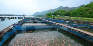 Crece actividad acuícola en Tulancingo; se produce carpa y tilapia