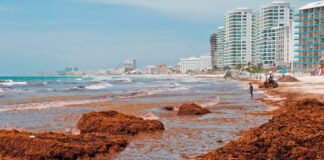 En 2023 se estima el registro de la segunda mayor acumulación de sargazo en el mundo