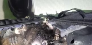 Rescatan 7 monos araña en frontera de Texas; mexicano los transportaba en una mochila