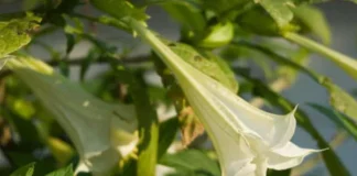 Escopolamina, la droga utilizada para robar que no deja rastro en el cuerpo