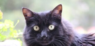 Día Internacional del Gato: Destinos turísticos para amantes de los felinos