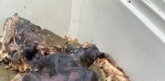 Realizan desmanes en Tizayuca y cierran autopista México-Pachuca tras clausura de puesto donde vendían barbacoa de perro.