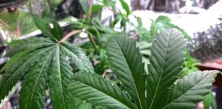 Expoweed, en pro al avance de la industria cannábica en México