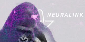 Neuralink defiende que no murieron monos por implantes pero registros dicen otra cosa